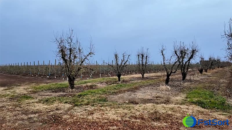 images/1749456966462apple orchard.jpg